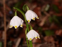 0007 (Märzenbecher)